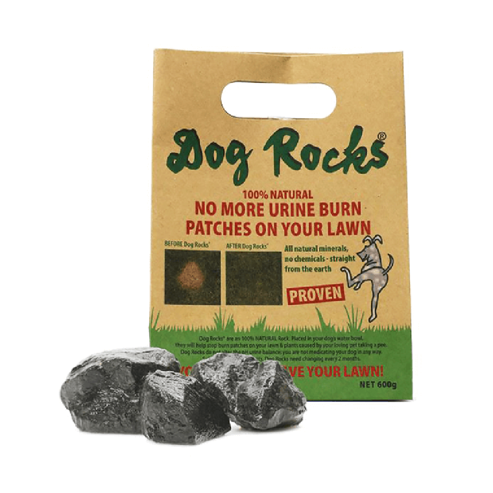 Dog rocks Lawn